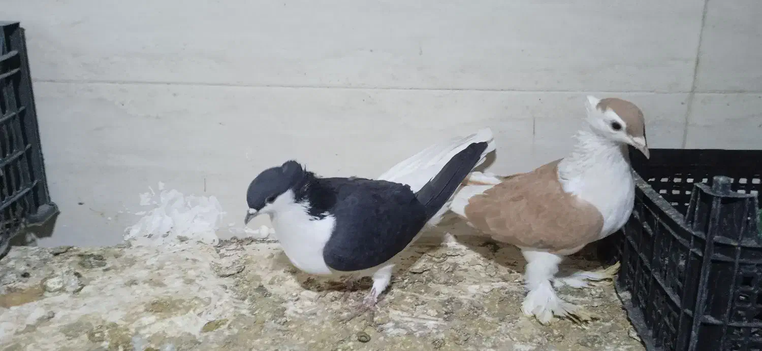 اسباب بازی الکی|حیوانات|تربت‌حیدریه, کوی شهید احمدزاده ملکی|دیوار