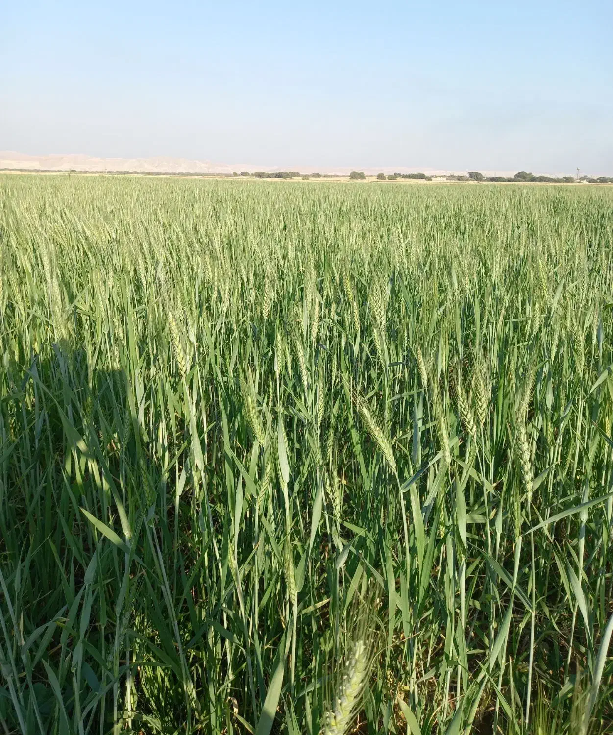 کرایه یا مشارکت ۱۰ هکتار زمین کشاورزی روستای بحریه|اجارهٔ دفتر صنعتی، کشاورزی، تجاری|امیدیه, |دیوار