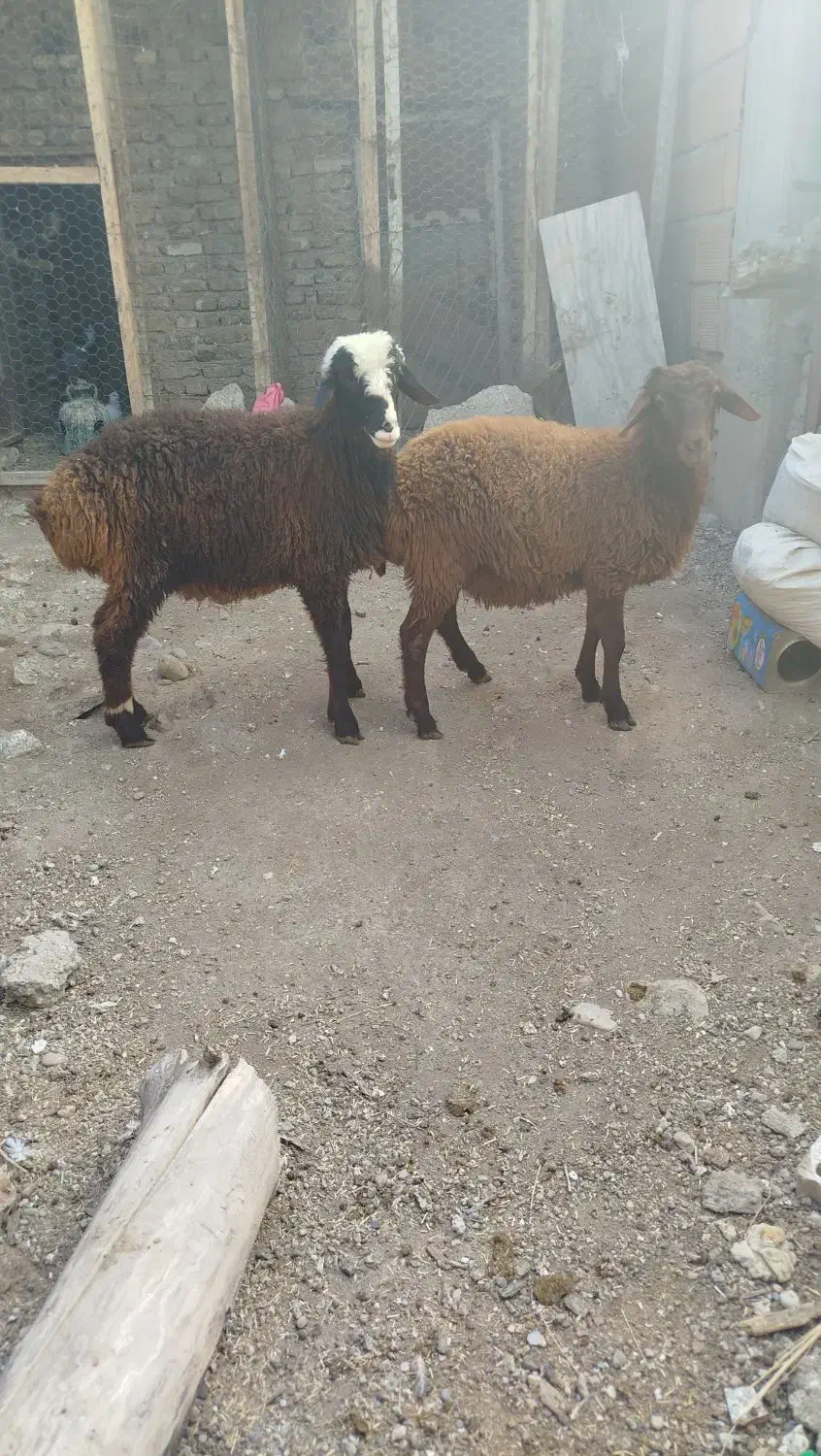 گوسفند|حیوانات مزرعه|نگین شهر, |دیوار