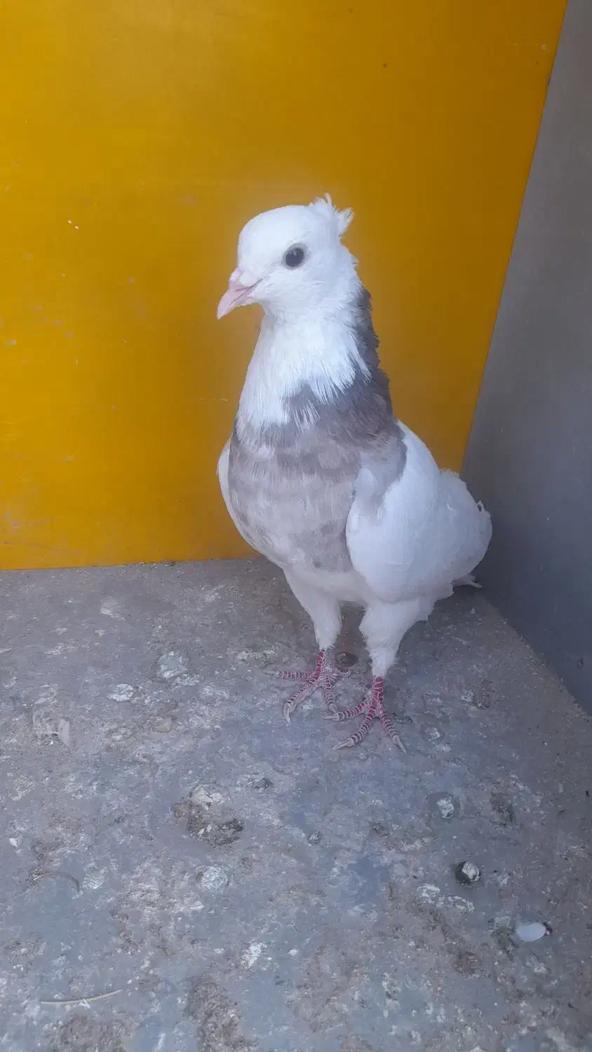 کفتر یا کبوتر طوقی|پرنده|مبارکه, |دیوار