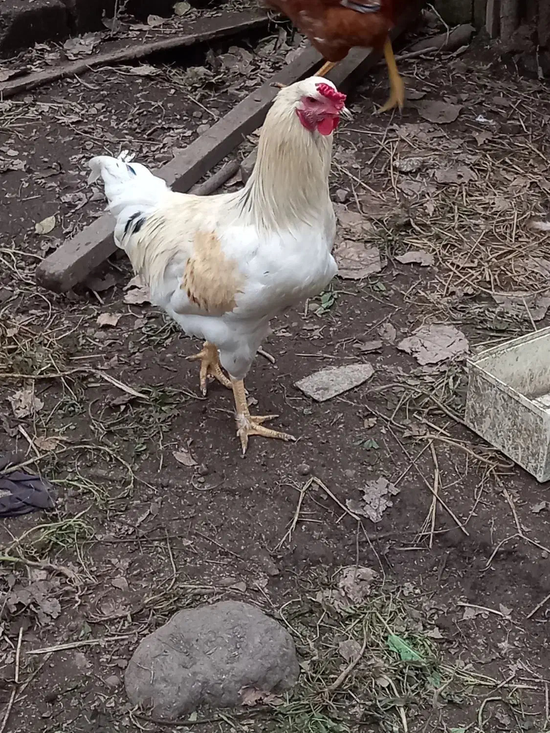 تعداد ۲عدد خروس  محلی دونه ای ۷۵۰ هزار|حیوانات مزرعه|لوندویل, |دیوار