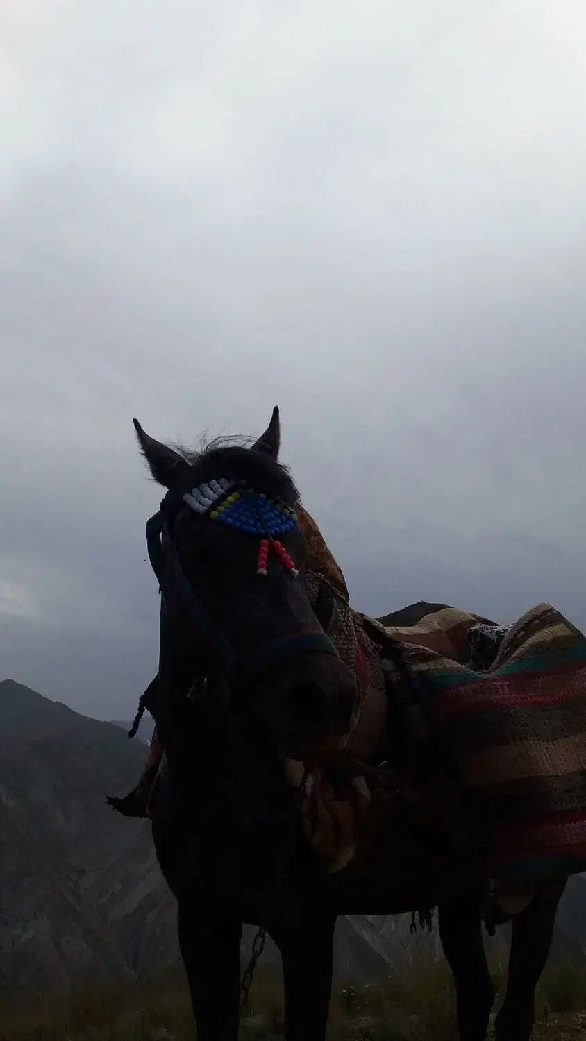 مادیان به همراه کره اسب|اسب و تجهیزات اسب‌سواری|آسارا, |دیوار