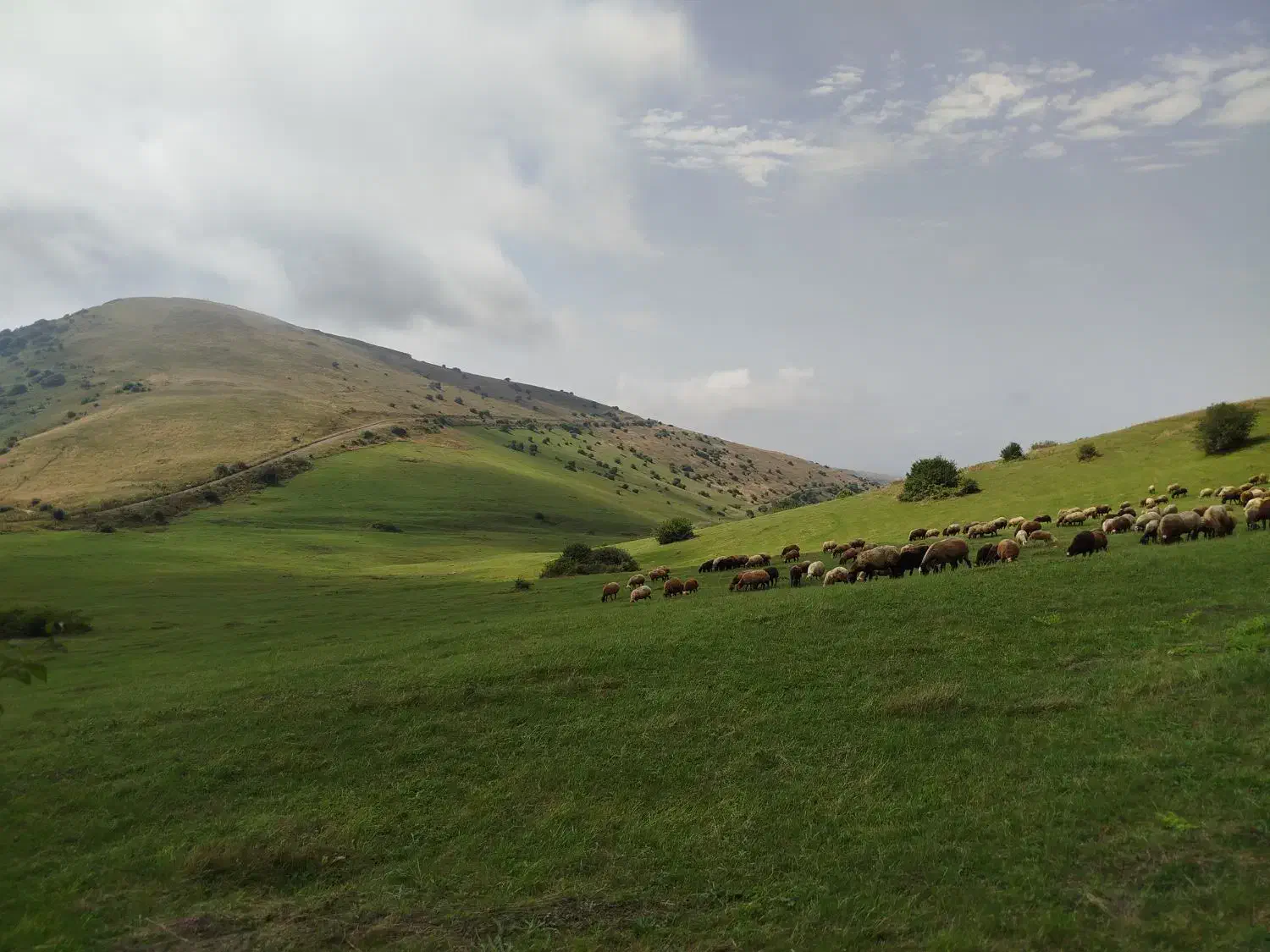 فروش حدود ۱۵ راس توغلی نر و ماده و گوسفند|حیوانات مزرعه|عنبران, |دیوار