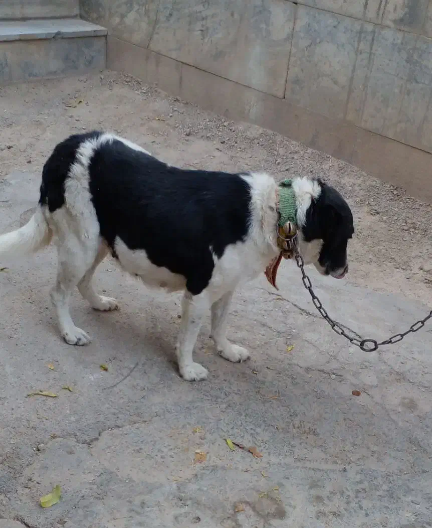 یک قلاده سگ گله ای|سگ|فرخشهر, |دیوار