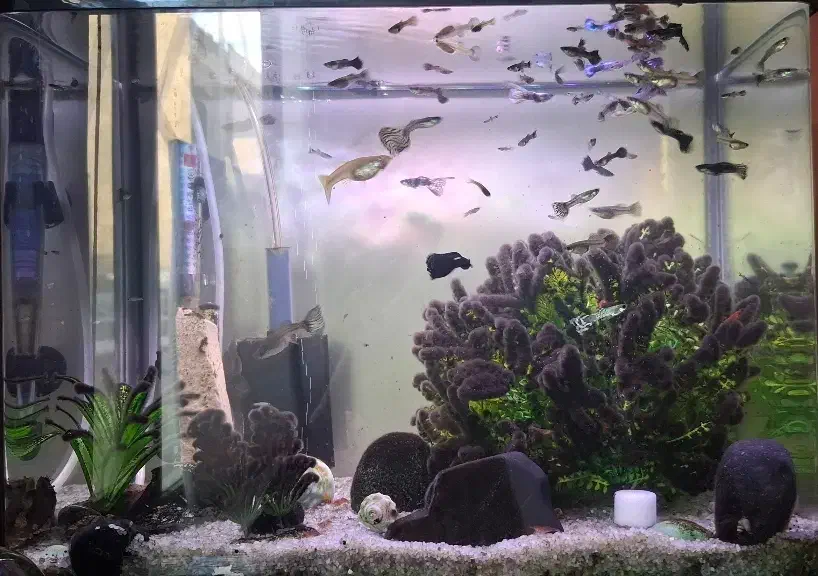 ماهی گپی ، میگو|ماهی|تبریز, |دیوار