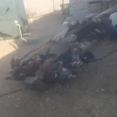 بوقلمون محلی|حیوانات مزرعه|اندیمشک, |دیوار