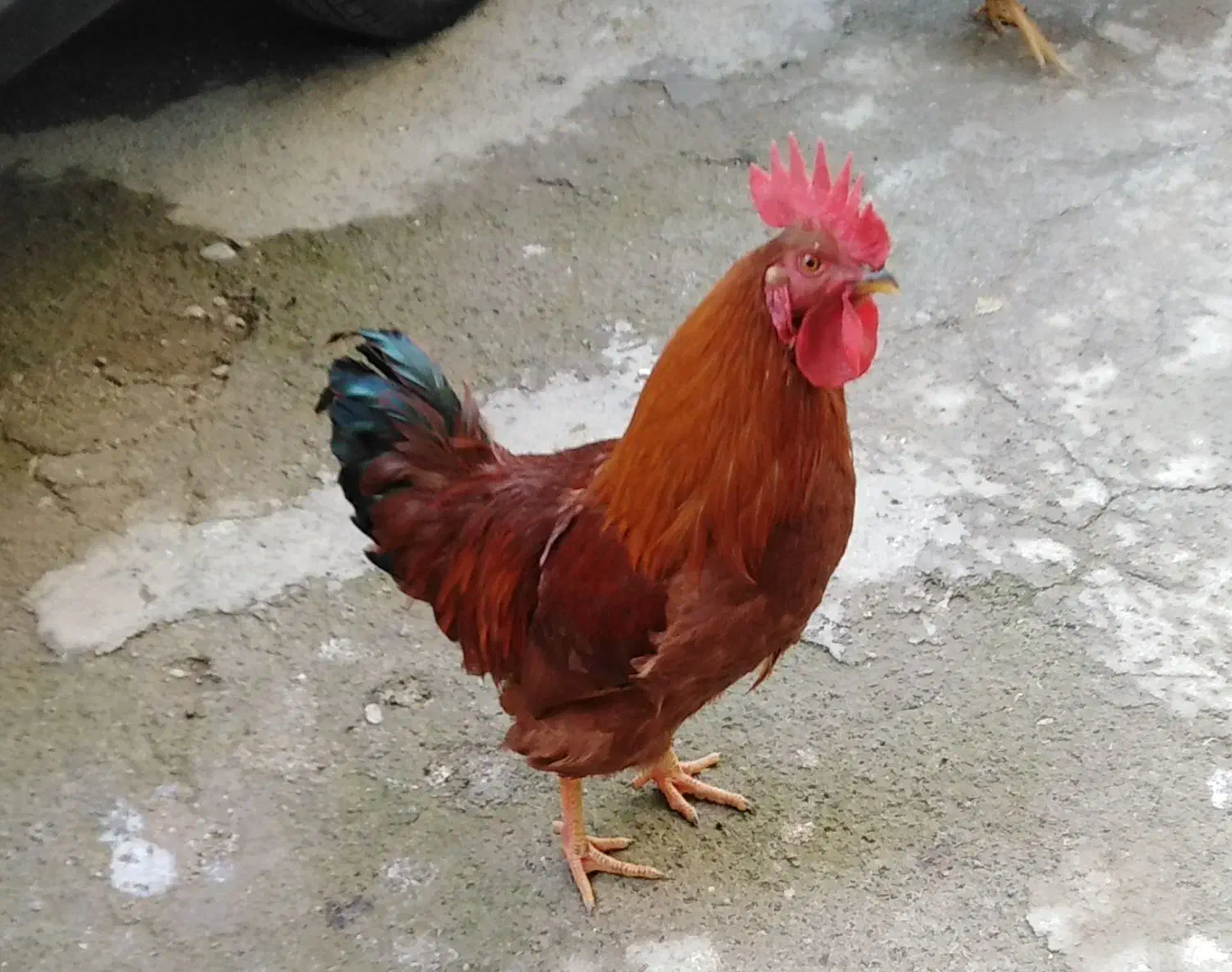 مرغ وخروس|حیوانات مزرعه|کرمانشاه, |دیوار