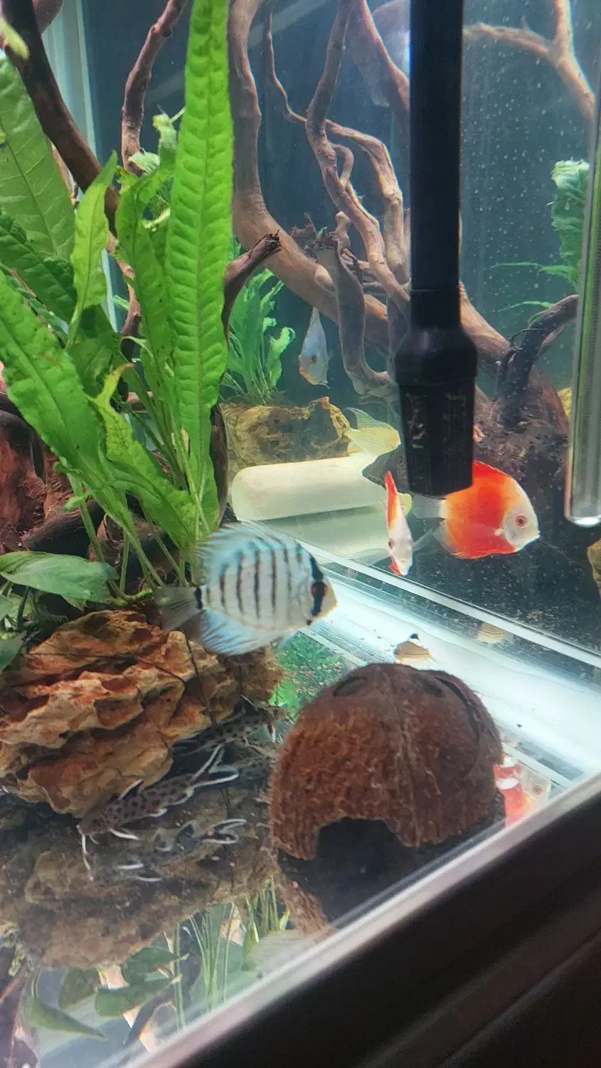 دیسکس|ماهی|فردیس, شهرک شهید حسینی|دیوار