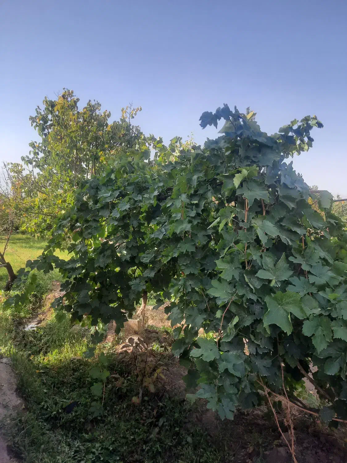 فروش باغ|فروش زمین و ملک کلنگی|کشکسرای, |دیوار