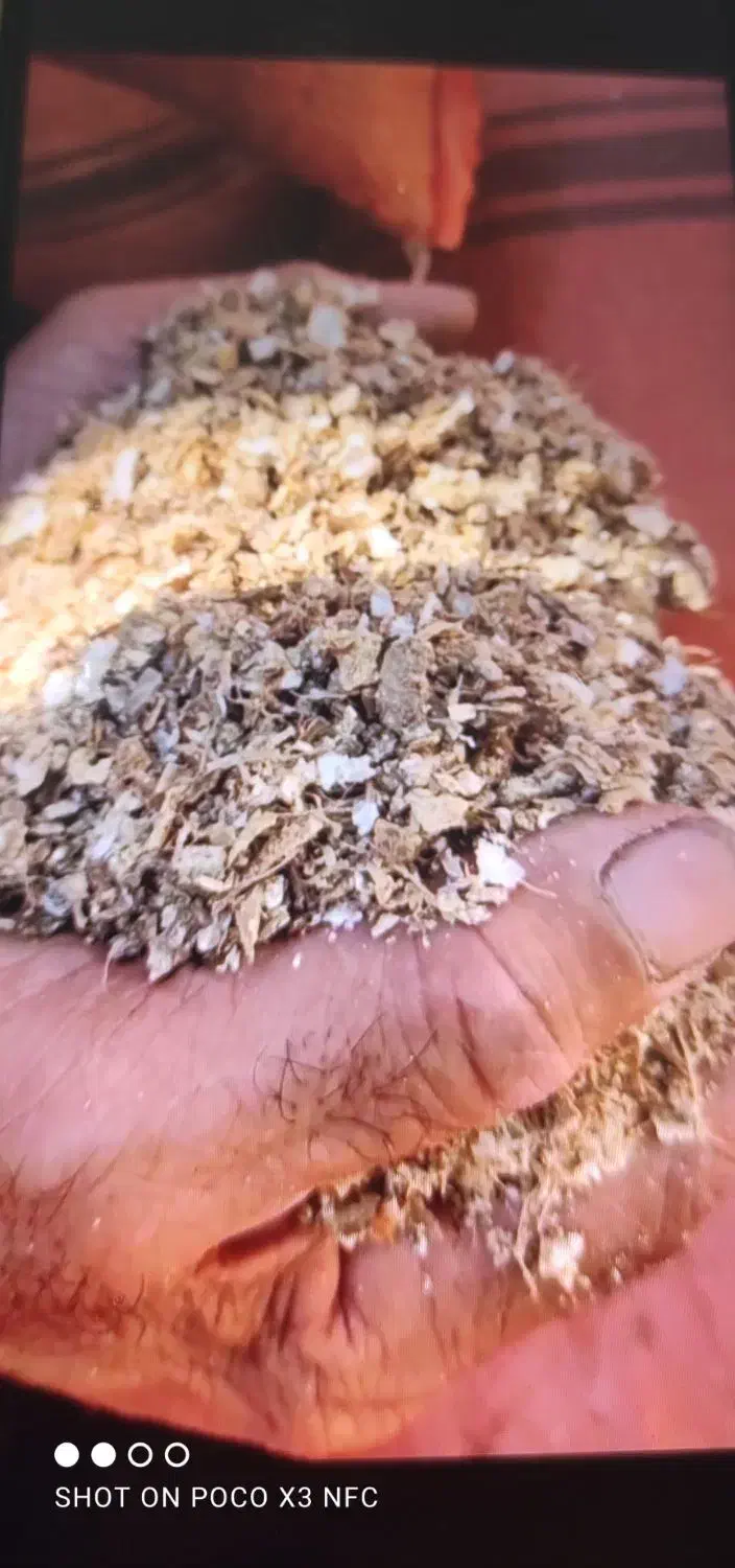 پوست بادام پودر شده|خدمات باغبانی و درختکاری|رودبنه, |دیوار