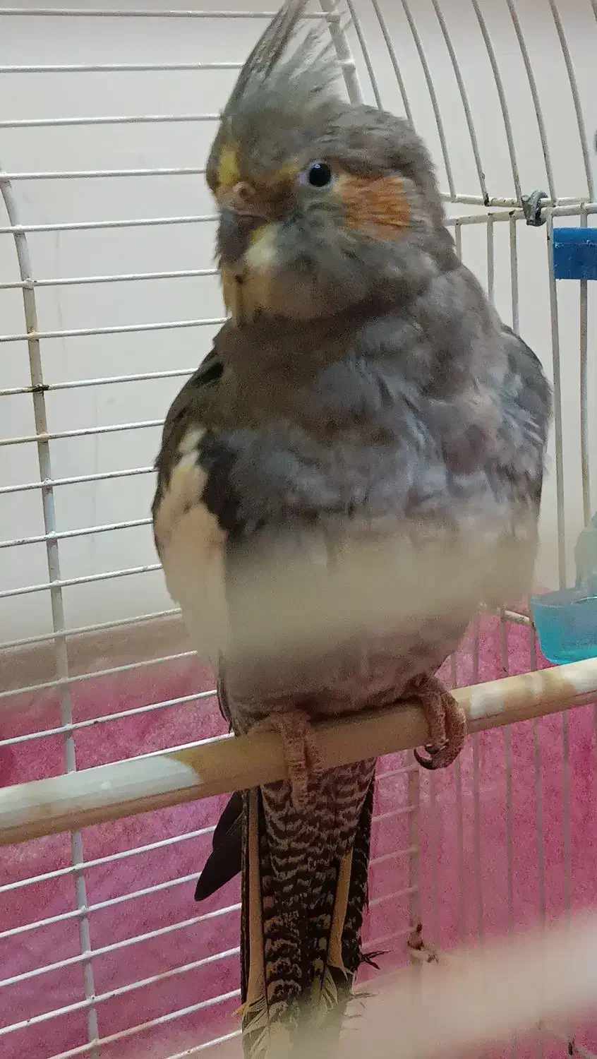 عروس هلندی بالغ ماده|پرنده|لاهیجان, کوی خزر|دیوار