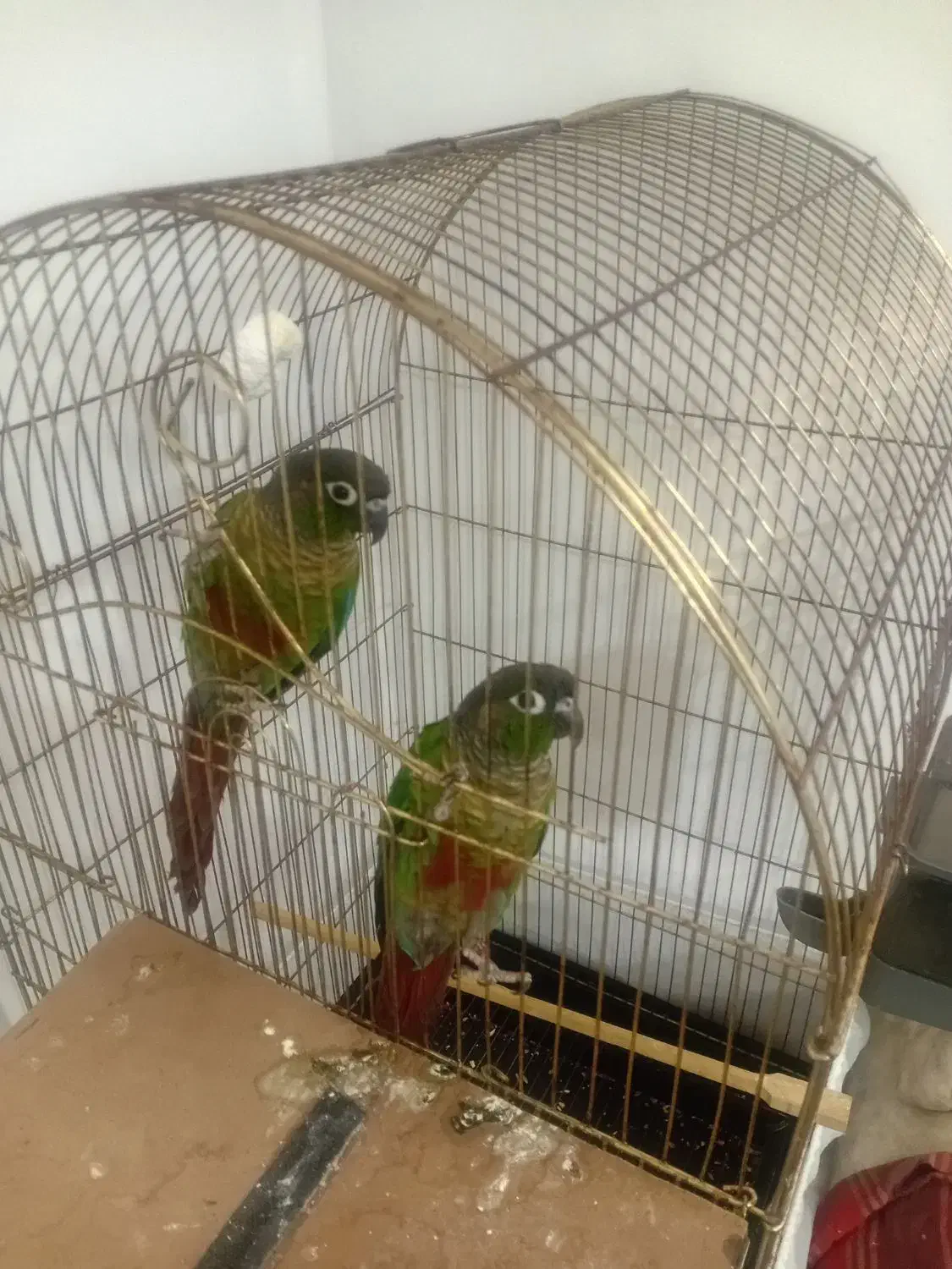 جفت طوطی گرینچی حال حلقه دار تعین جنسیت شده|پرنده|مشهد, کوی ولیعصر|دیوار