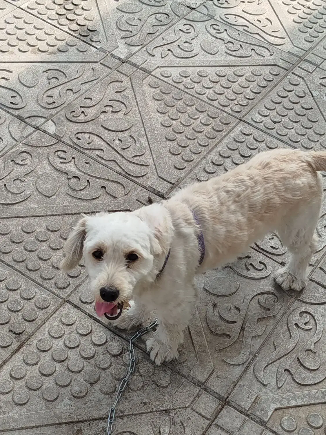 سگ واگذاری|سگ|سنگر, |دیوار