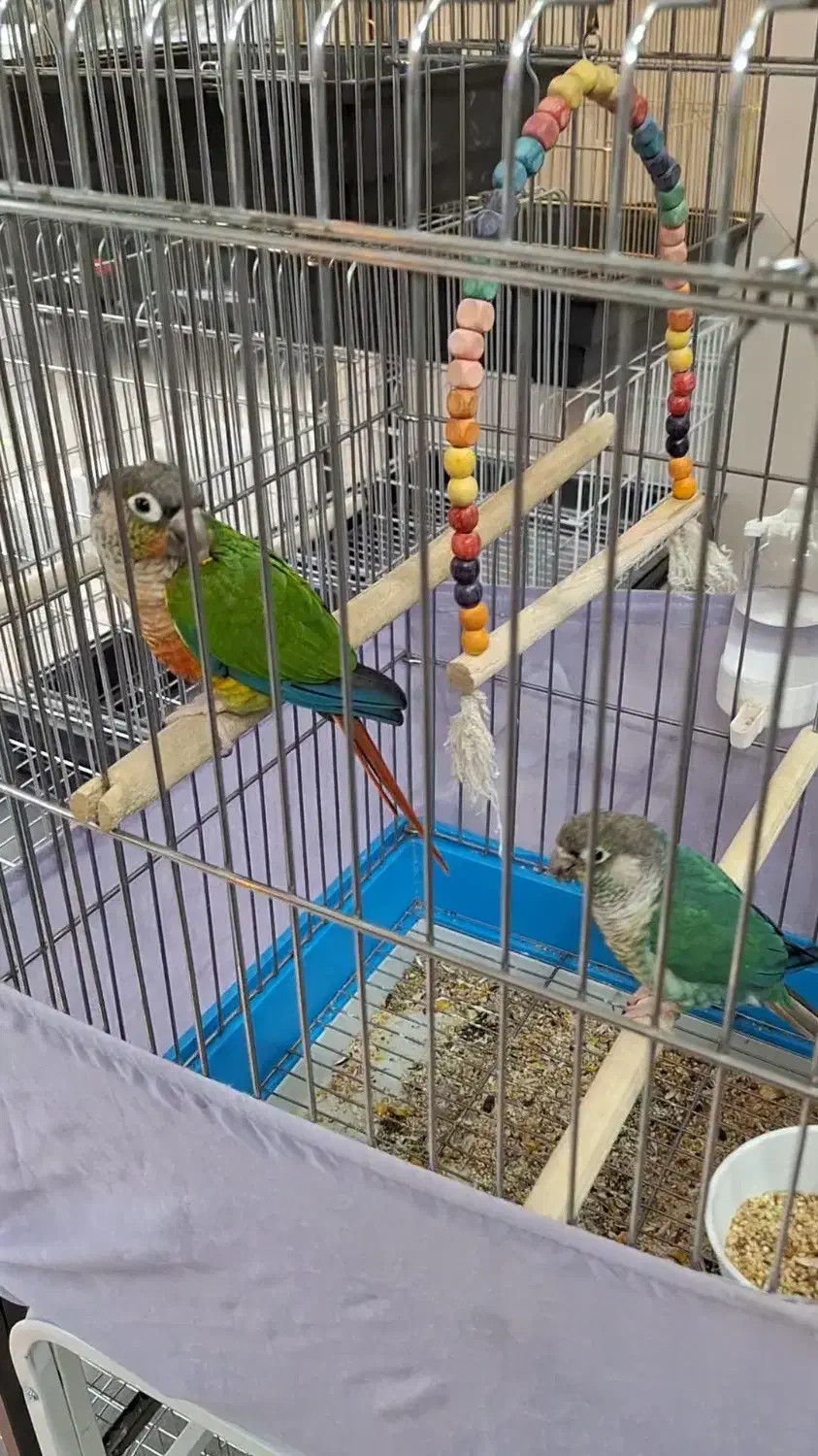 قناری سهره یاسمین گرینچیک قفس|پرنده|تهران, گرگان|دیوار