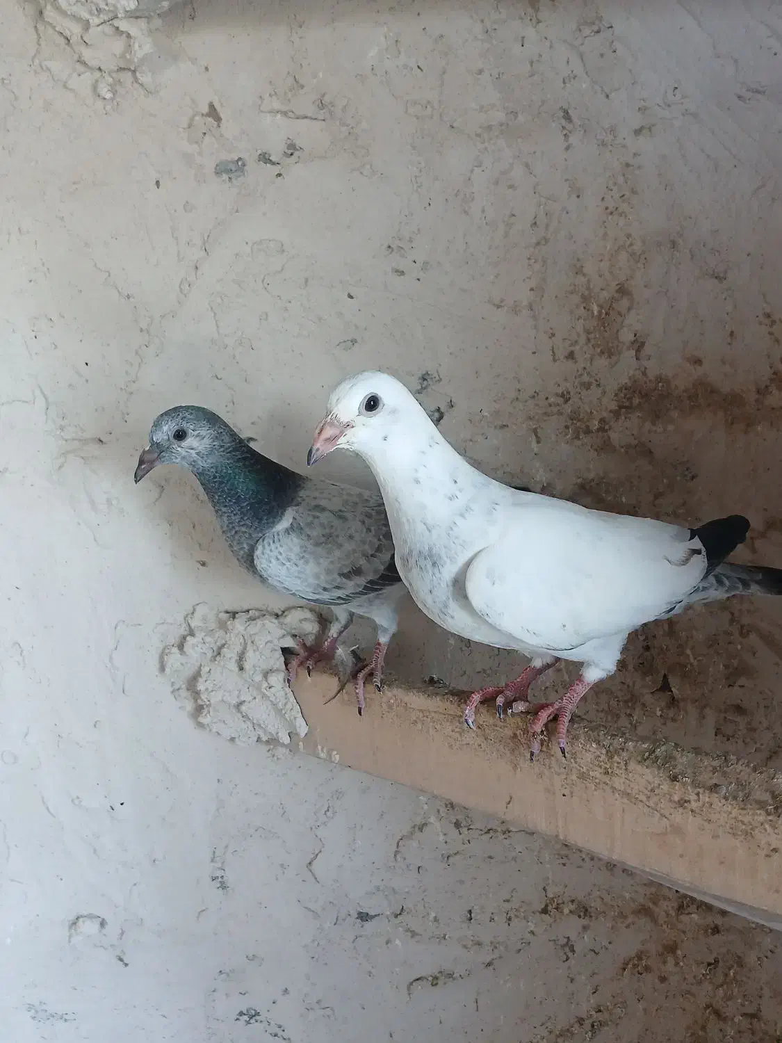 تعدادی کبوتر|پرنده|هریس, |دیوار