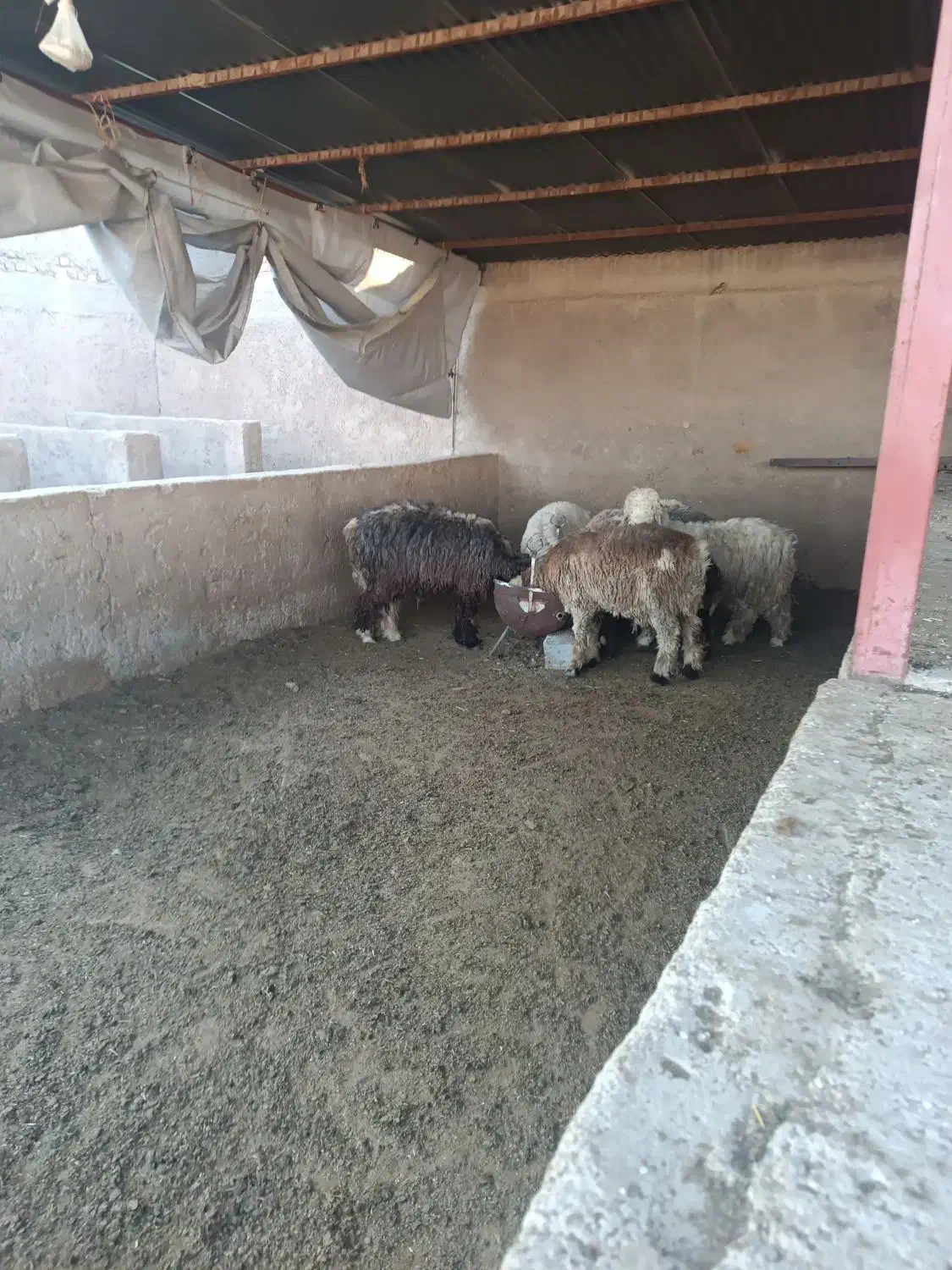 بره نر|حیوانات مزرعه|مرودشت, محمد آباد|دیوار