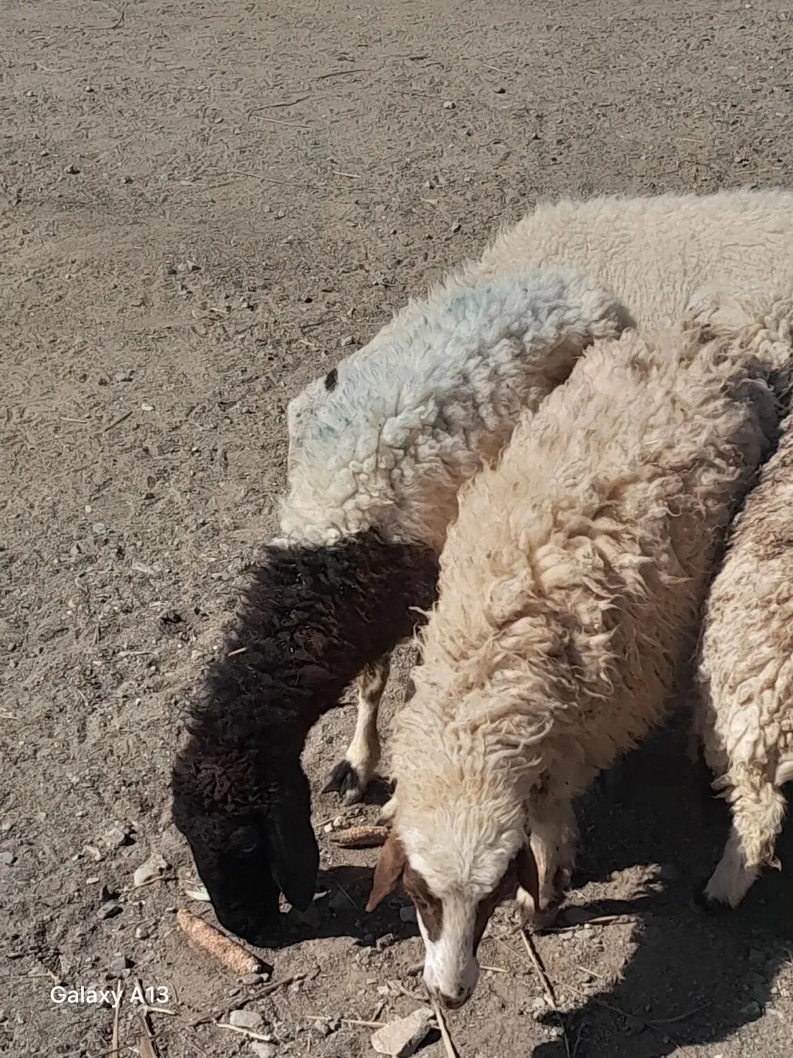 بره ماده کاورر چاق کهره بزه|حیوانات مزرعه|جیرفت, |دیوار