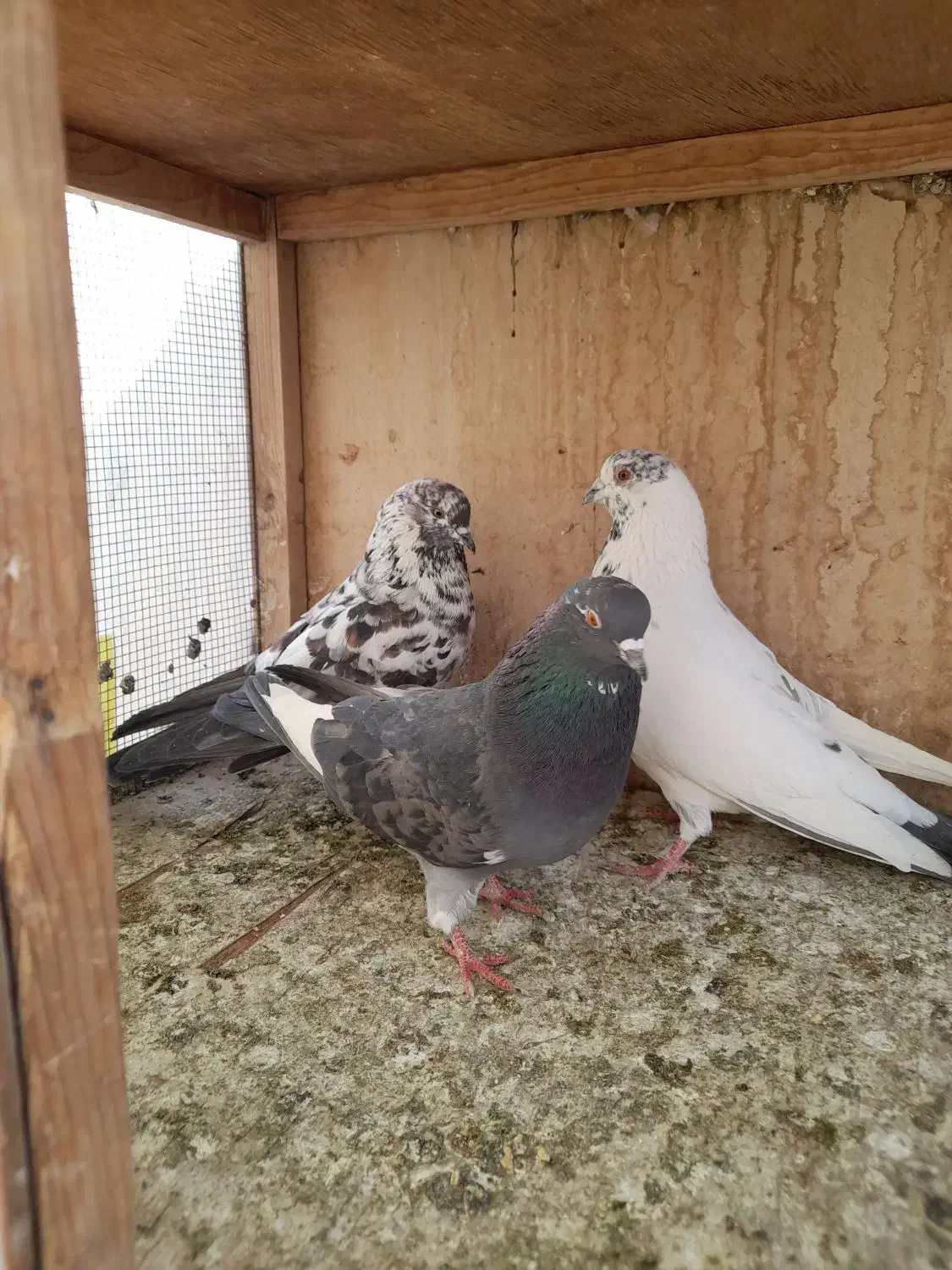 کفتر گرفتنی یه جا ۲۰۰|پرنده|تهران, امام زاده عبدالله|دیوار