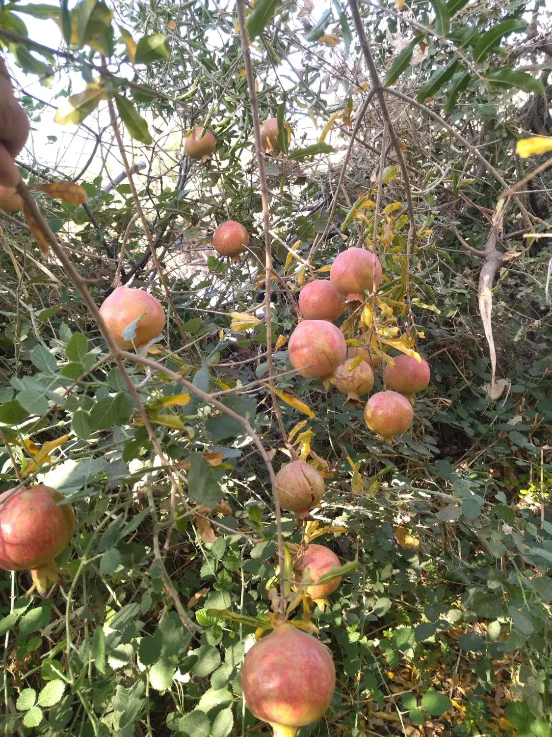 رب انار فروشی|خوردنی و آشامیدنی|زمکان, |دیوار