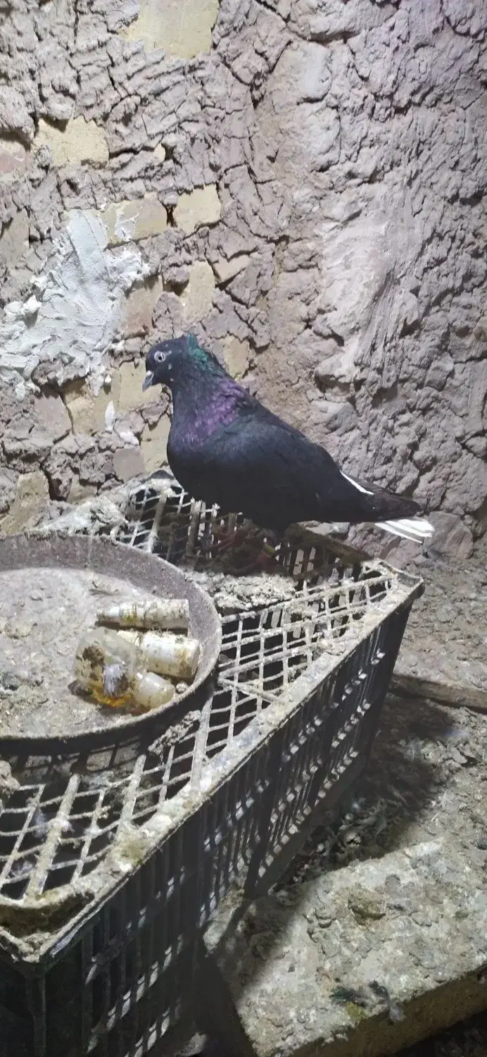 کبوتر|پرنده|قیدار, |دیوار