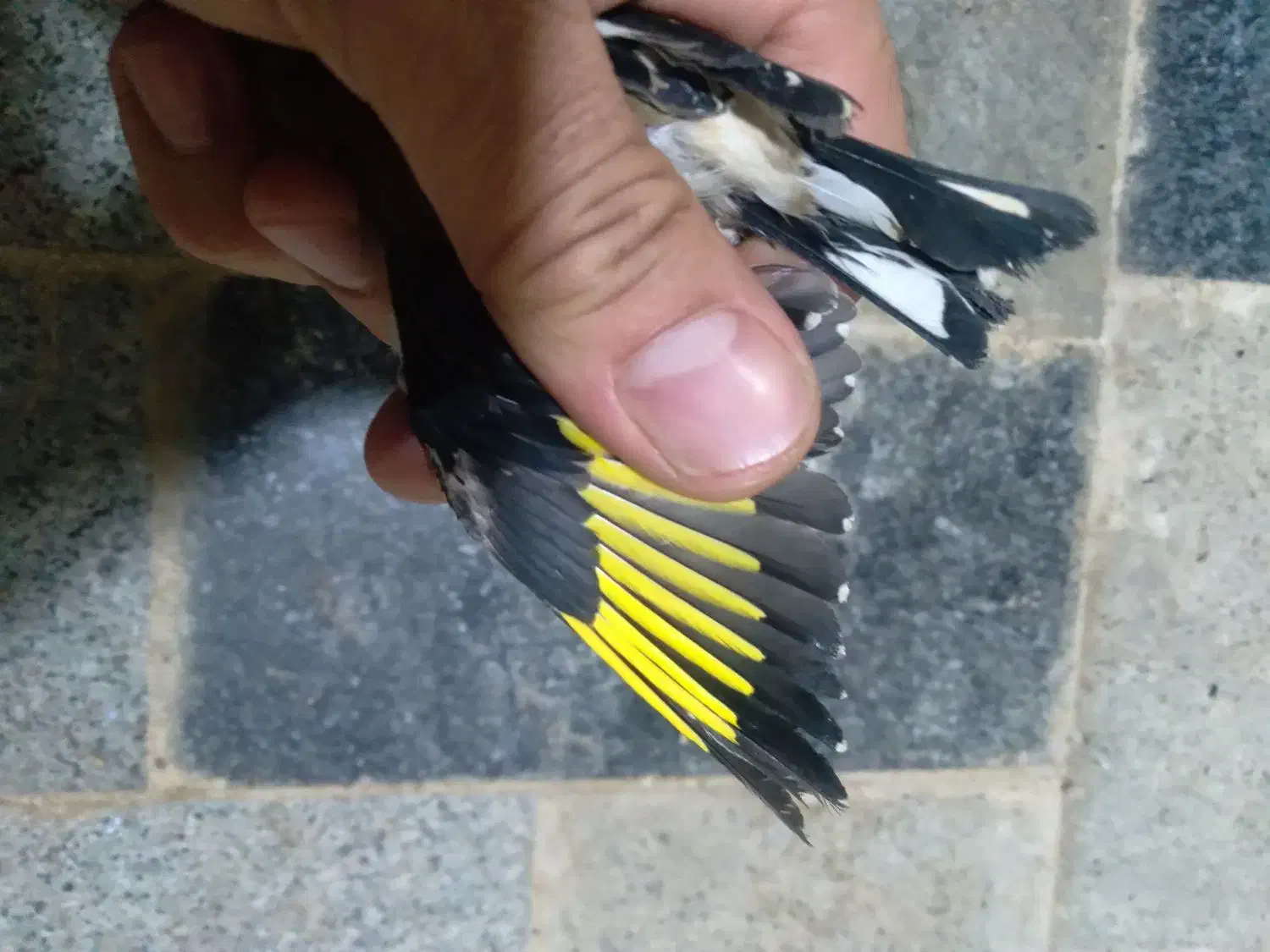 نر و ماده سهره به تعداد|پرنده|مهاباد (آذربایجان غربی), |دیوار