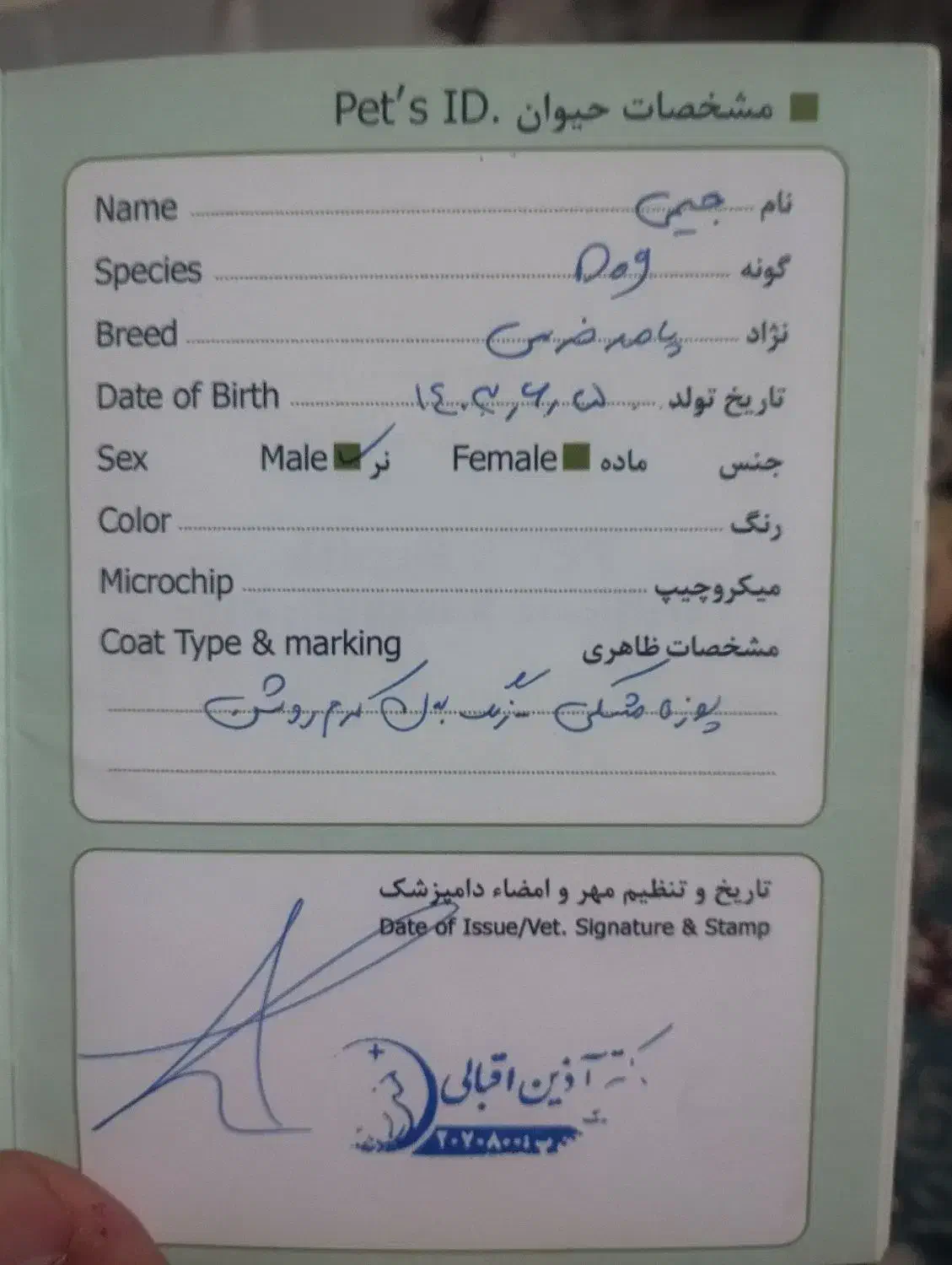 پامرانیان خرسی.جک راسل.هاسکی.ژرمن بلک.گربه|سگ|مشهد, شاهد (شهرک غرب)|دیوار