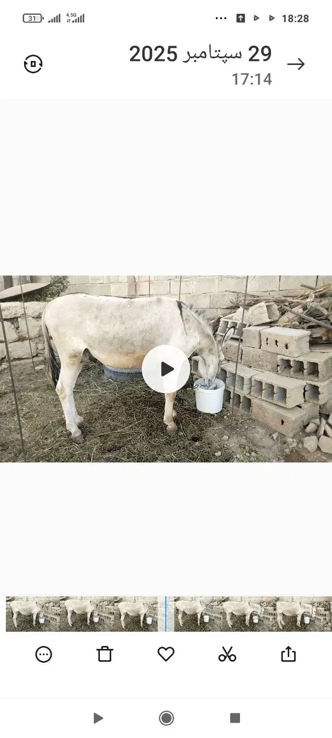 خر (الاغ) تازه سواری|حیوانات مزرعه|شیراز, میانرود|دیوار
