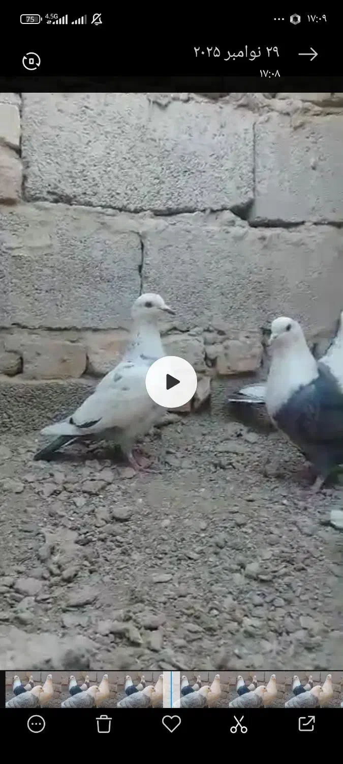 کبوتر رنگی معامله با سبز|پرنده|سراوان, |دیوار