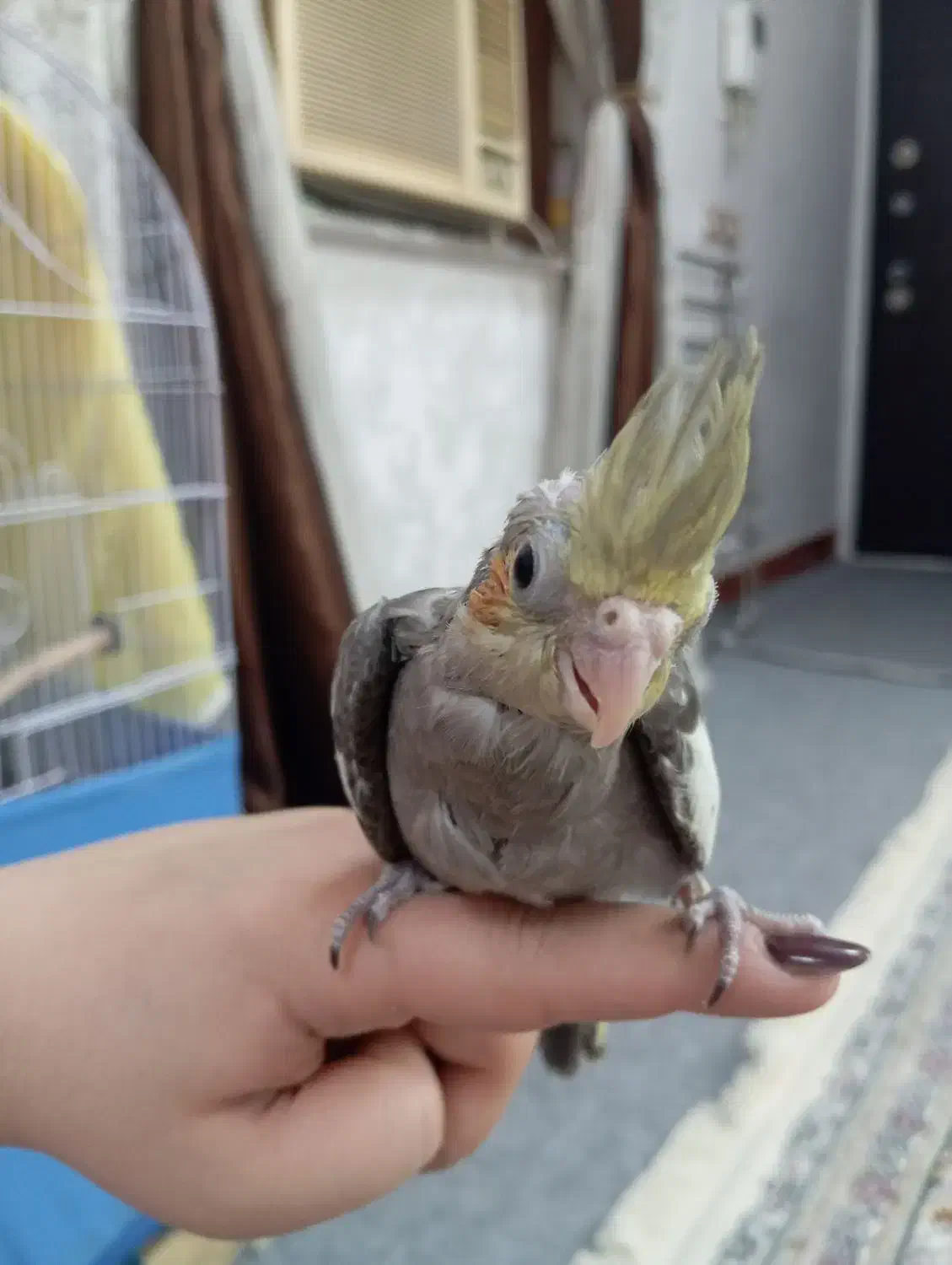 عروس هلندی|پرنده|اهواز, کوی باهنر|دیوار