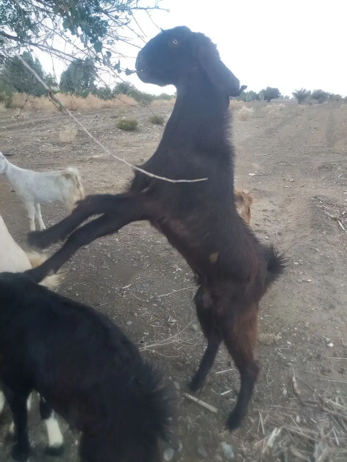 فروشی|حیوانات مزرعه|بلوک, |دیوار