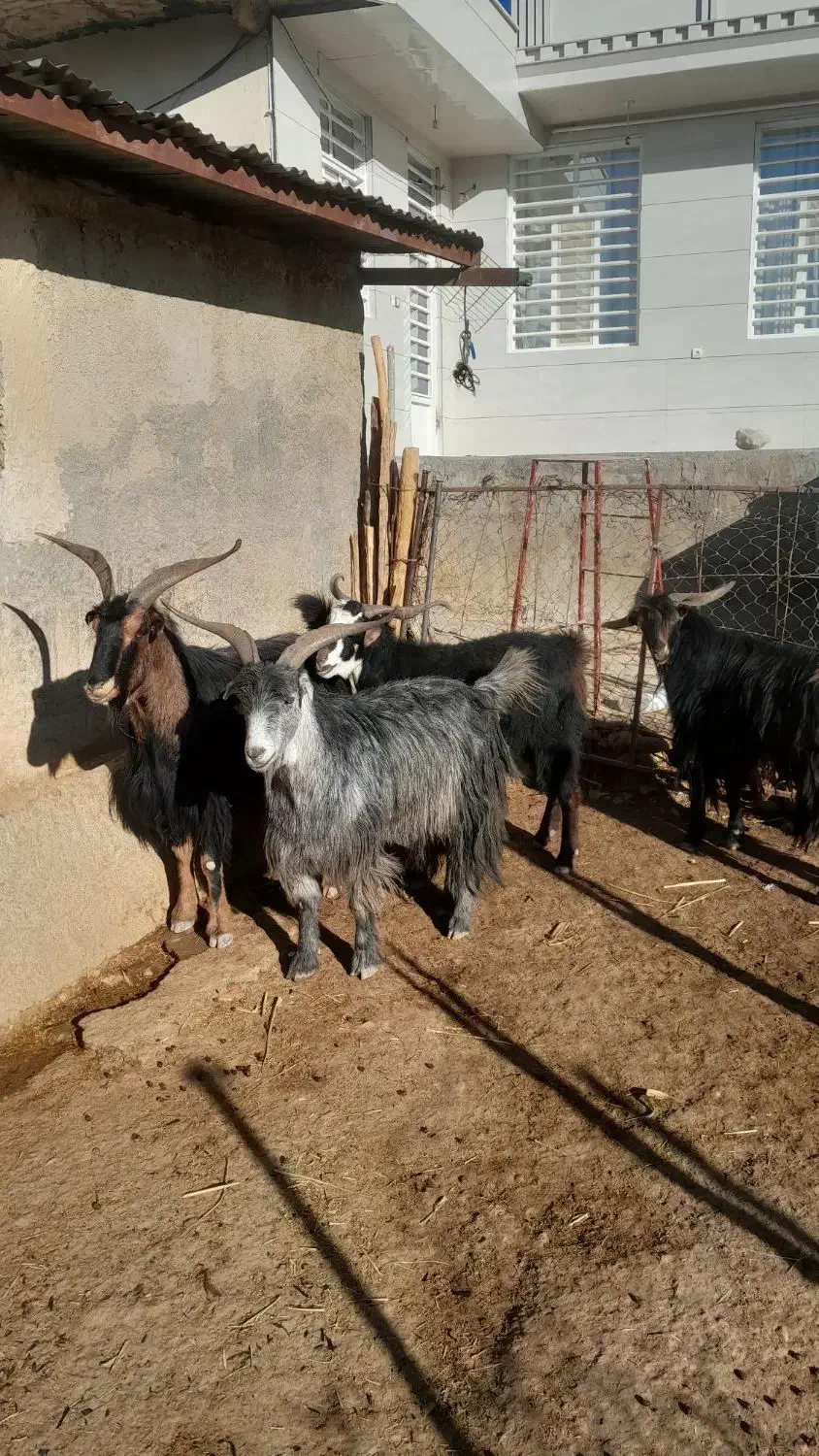 سابرون یخته|حیوانات مزرعه|کوهدشت, |دیوار