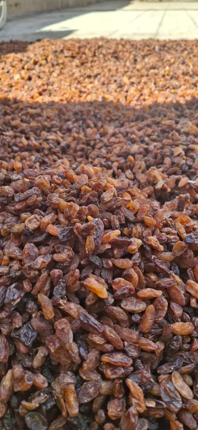 کشمش تازه امسالی درجه یک|خوردنی و آشامیدنی|گرگان, |دیوار