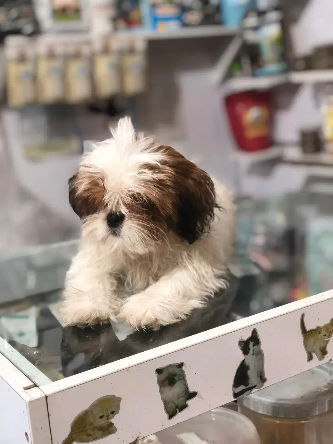 سگ واگذاری|سگ|گرگان, |دیوار