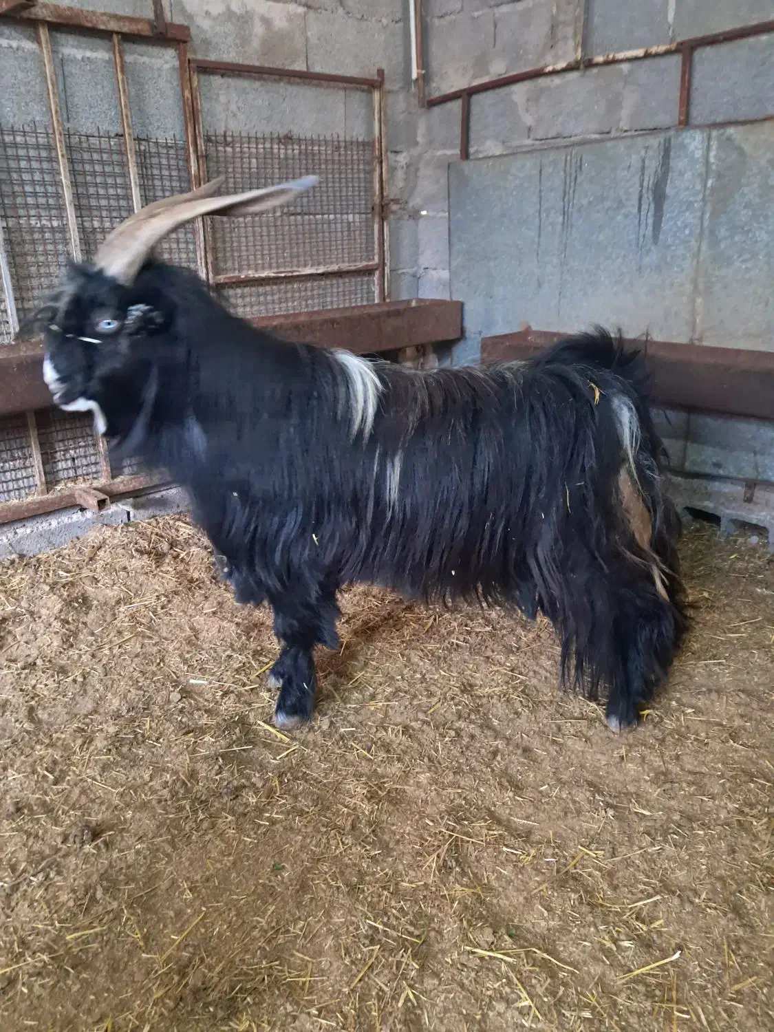 گوشت بز|حیوانات مزرعه|مسجد سلیمان, |دیوار