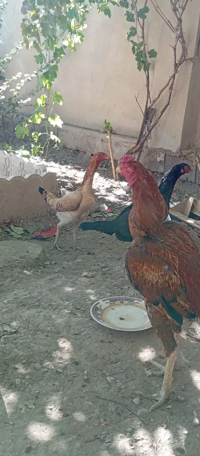 مرغ لاری|حیوانات مزرعه|بکتاش, |دیوار