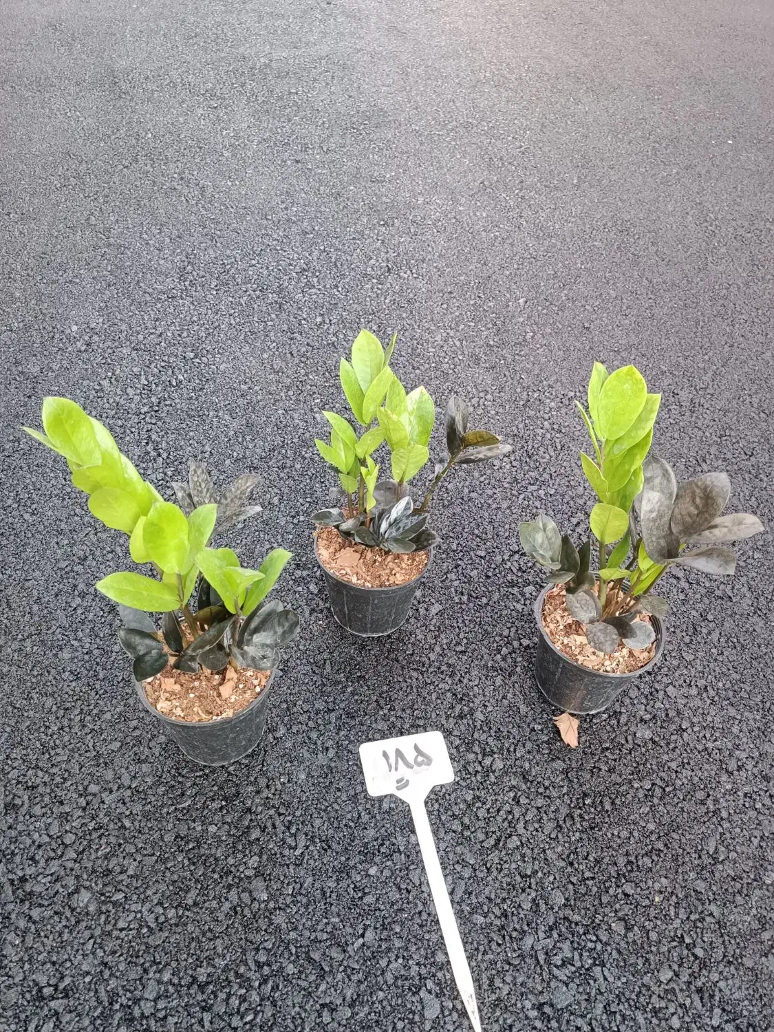 گل و گیاه|گل و گیاه طبیعی|قم, نیروگاه|دیوار