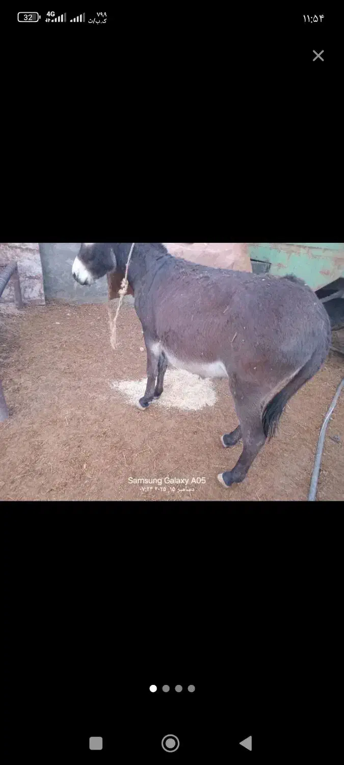 خر نر|حیوانات مزرعه|باغ ملک, |دیوار