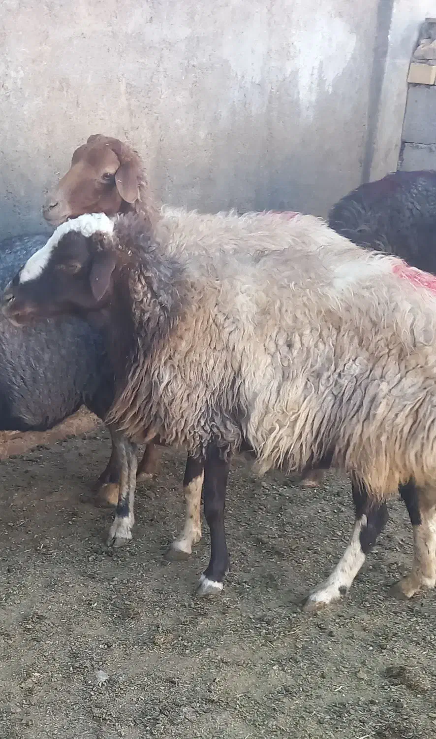 میش ابستن|حیوانات مزرعه|الیگودرز, |دیوار