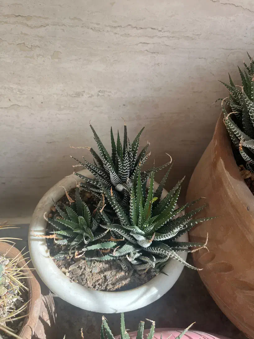 تعدادی کاکتوس|گل و گیاه طبیعی|زنجان, |دیوار