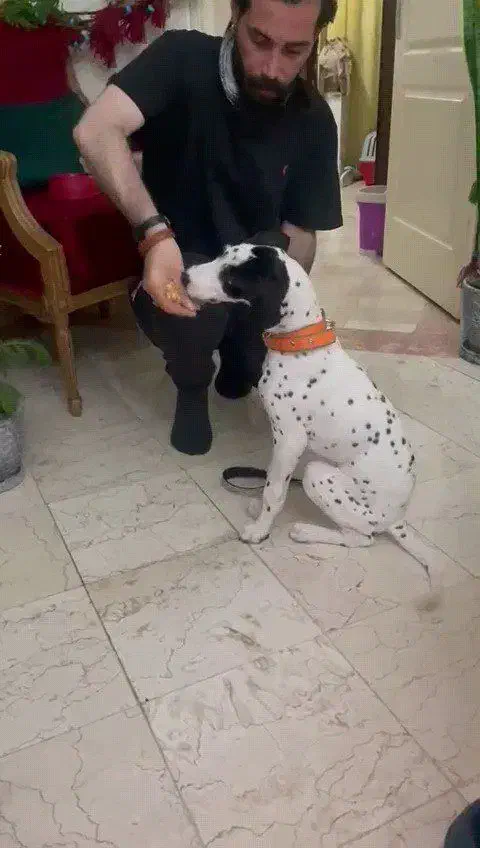 تربـیت تـضمینـی سگ با مـدرک معتبر-آموزش سگ|خدمات آموزشی|تهران, شهرک چیتگر|دیوار