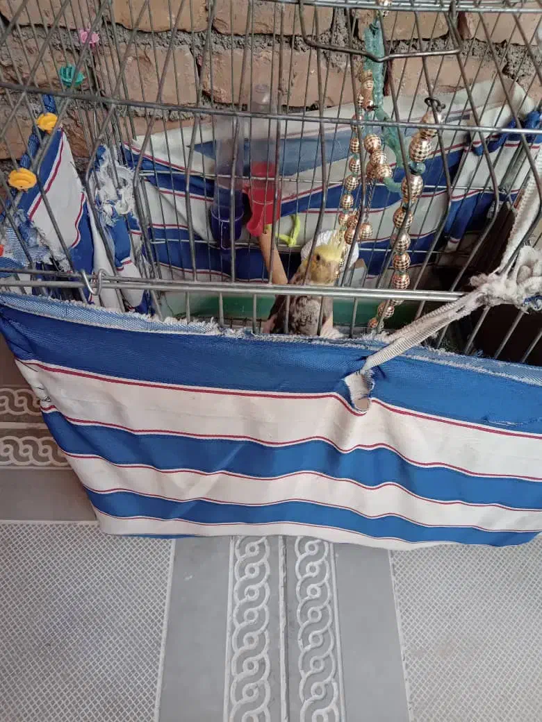 پرنده عروس هلندی|پرنده|فاضل آباد, |دیوار