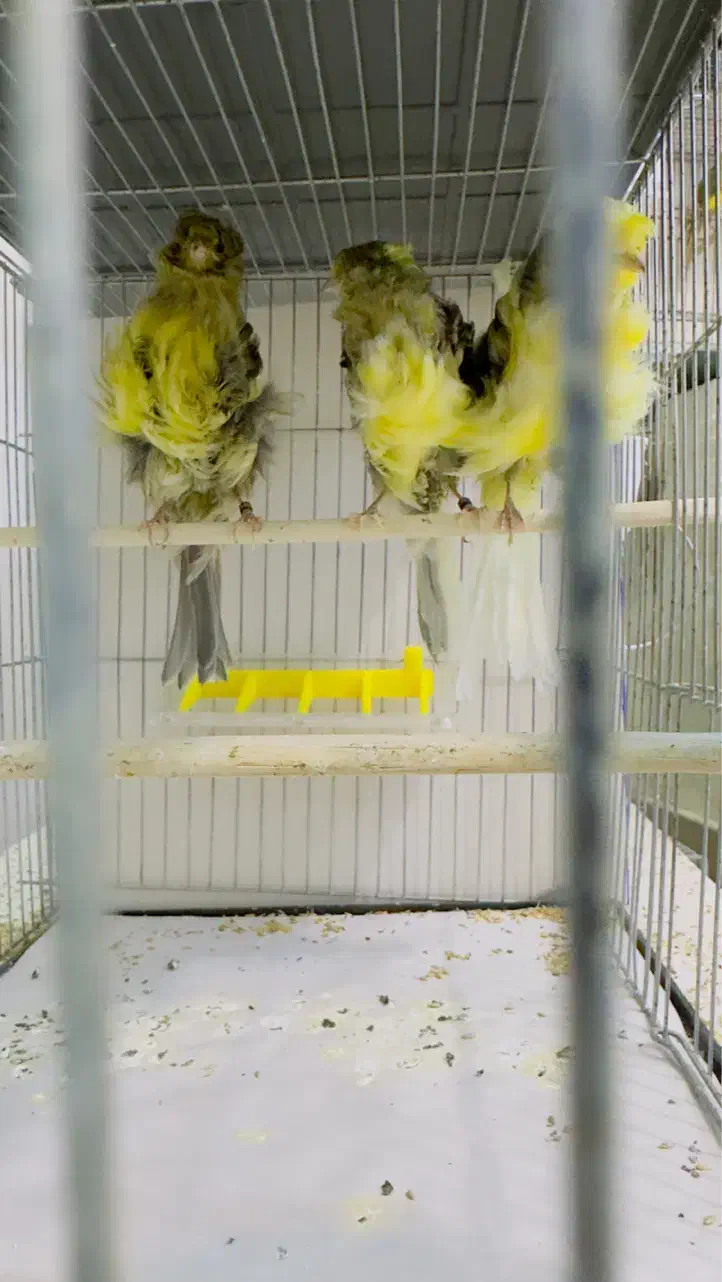 قناری فر آجی ۲۰۲۵|پرنده|یزد, |دیوار