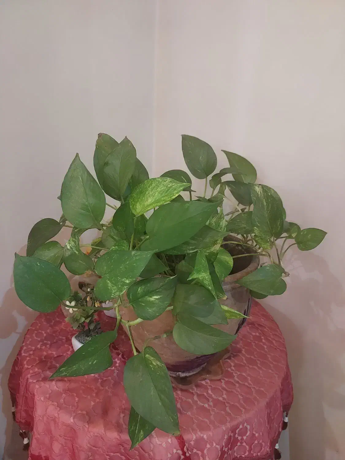 گل وگلدان طبیعی دیفن باخیا و پتوس|گل و گیاه طبیعی|تهران, صادقیه|دیوار