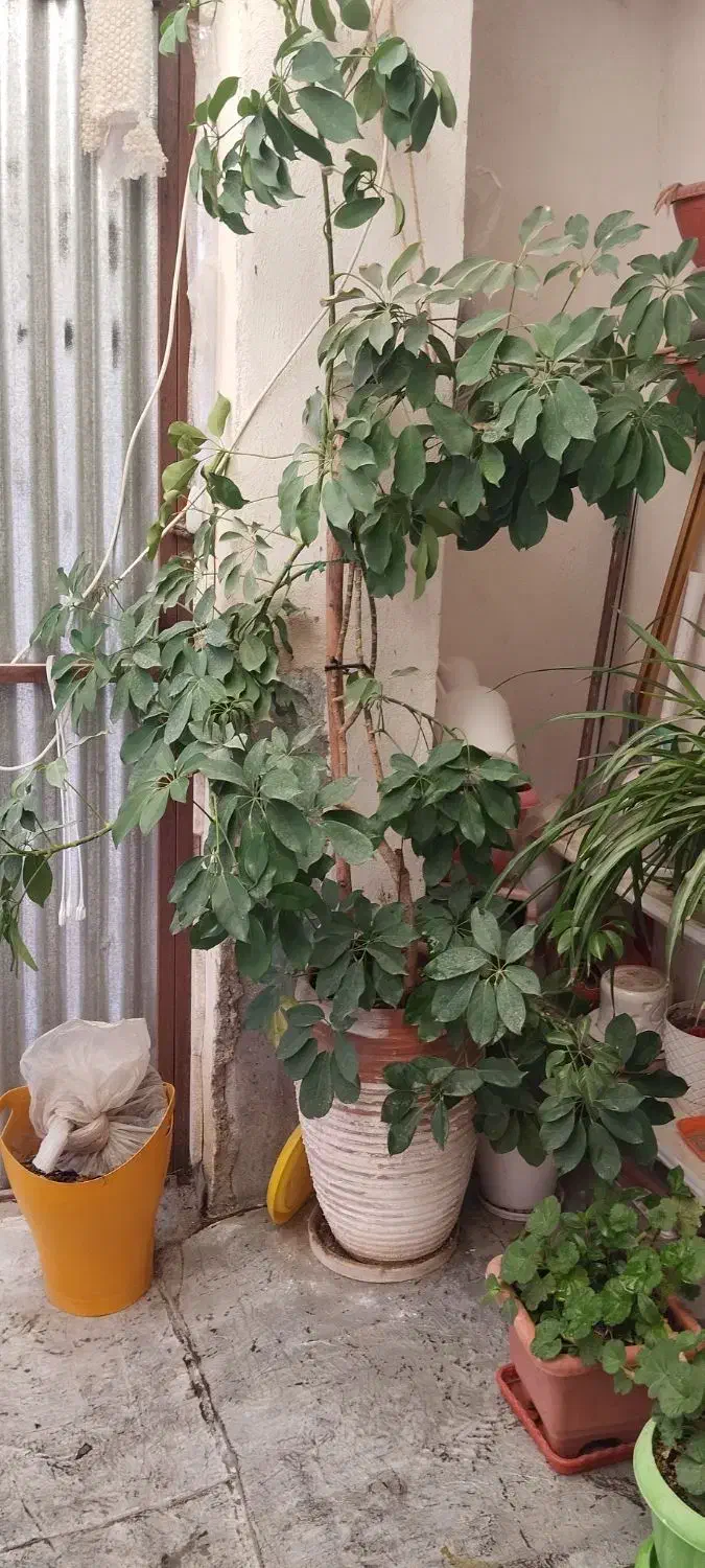 گل طبیعی|گل و گیاه طبیعی|بجنورد, |دیوار