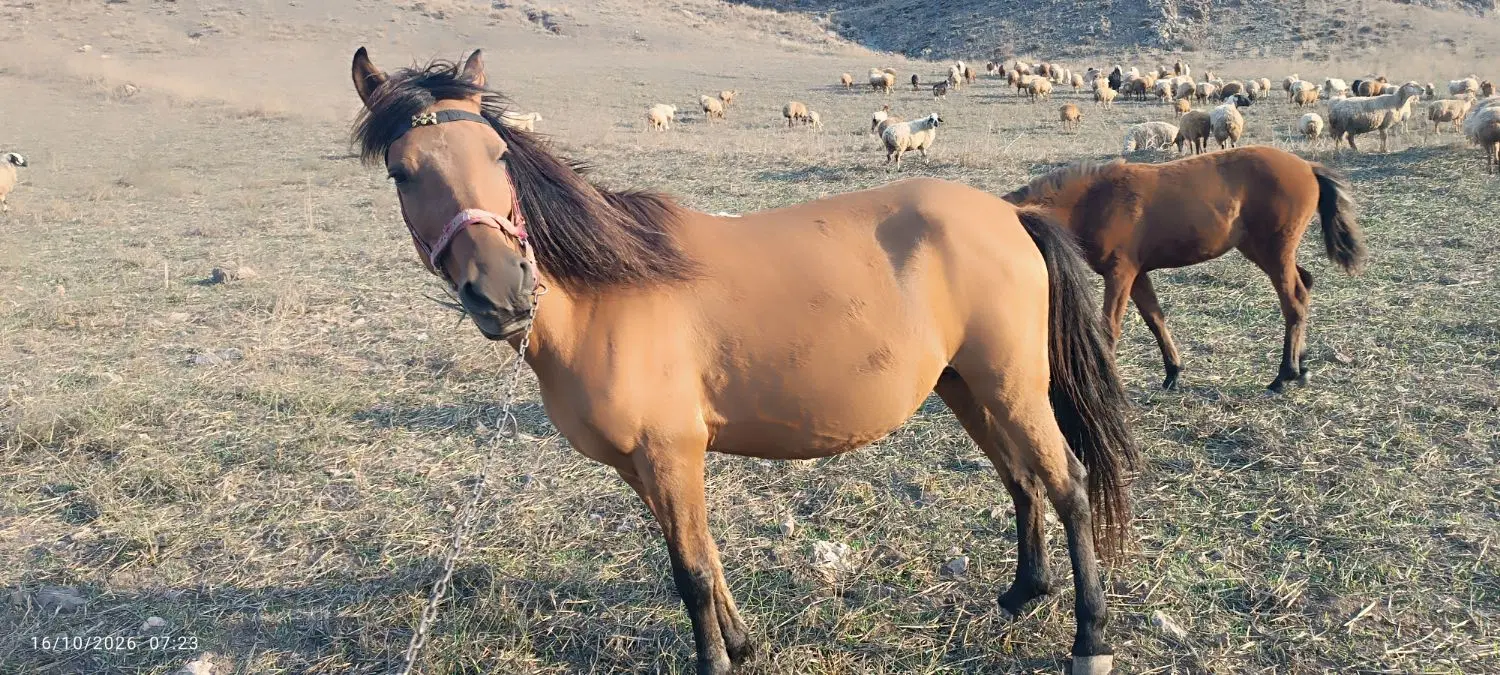 اسب|اسب و تجهیزات اسب‌سواری|گرمی, |دیوار