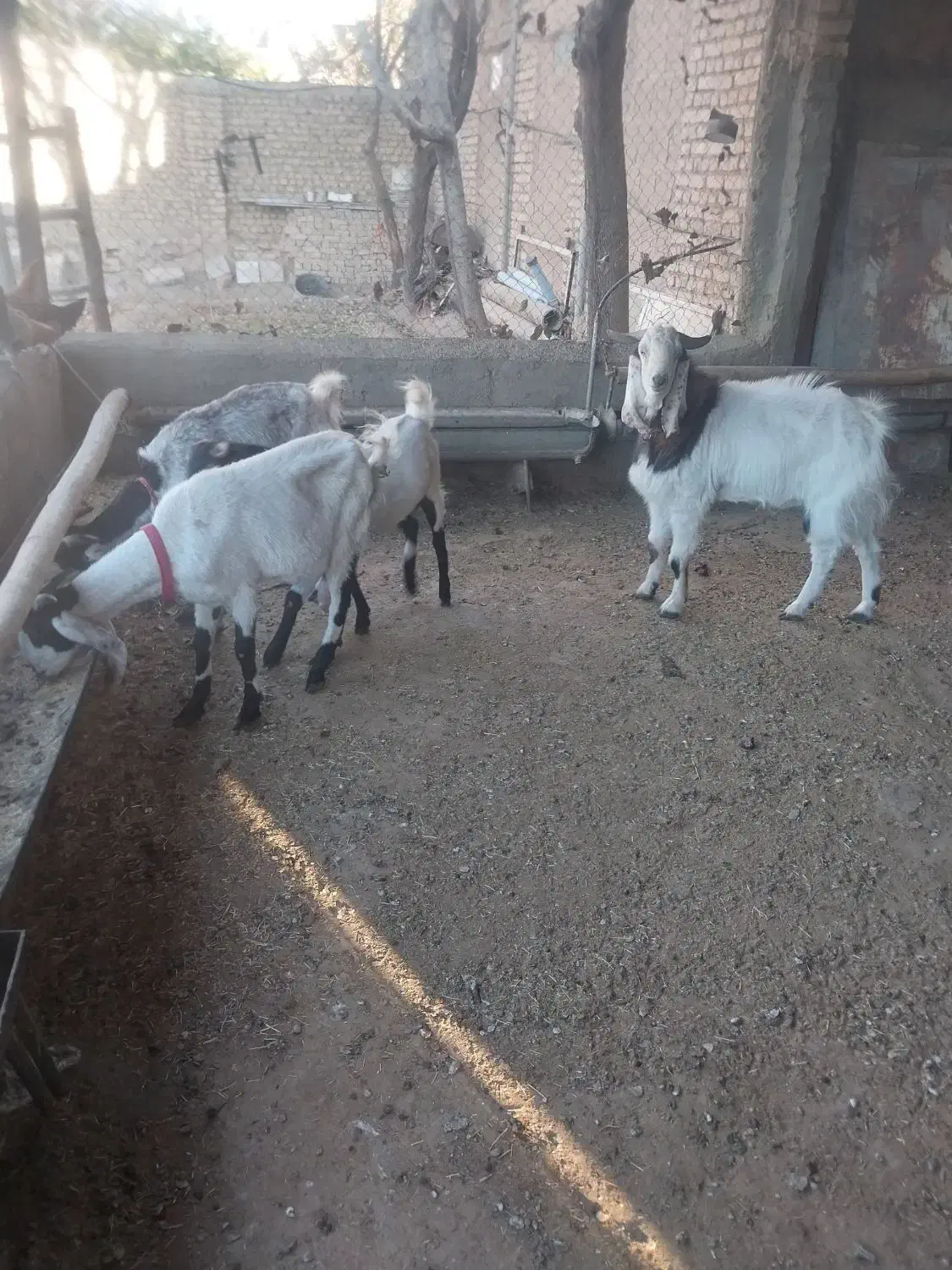 بز پاکستانی جوان|حیوانات مزرعه|کمیجان, |دیوار