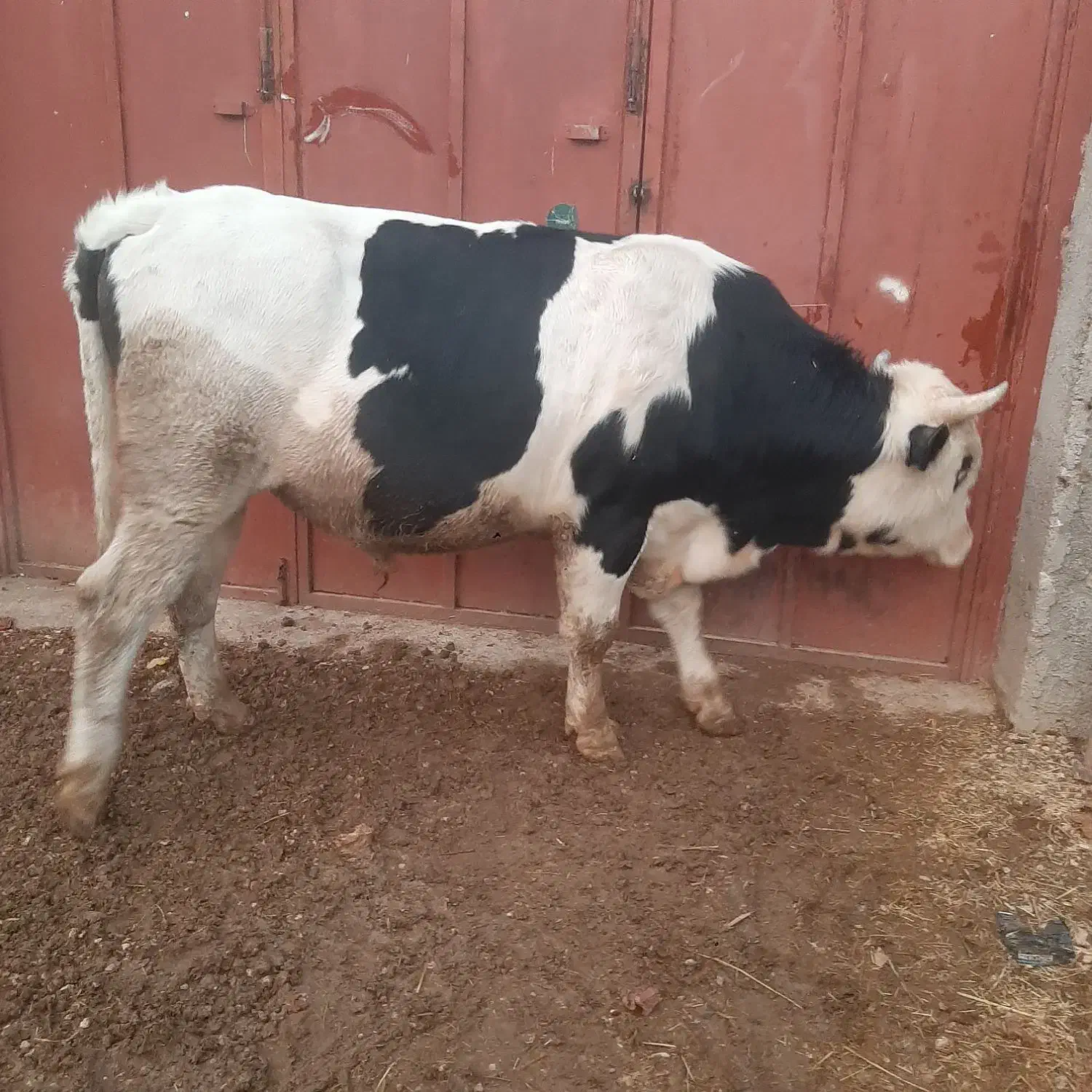 گوساله نر|حیوانات مزرعه|مرودشت, گندم|دیوار