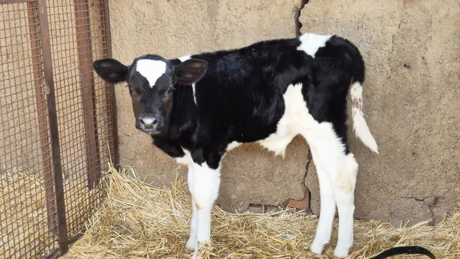 گاو و گوساله نرو ماده|حیوانات مزرعه|مرودشت, کناره|دیوار