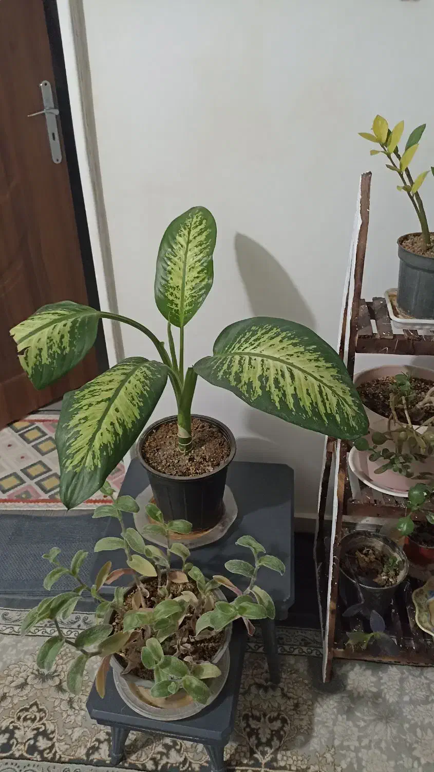 گل و گیاه|گل و گیاه طبیعی|تربت جام, شیخ احمد جامی|دیوار