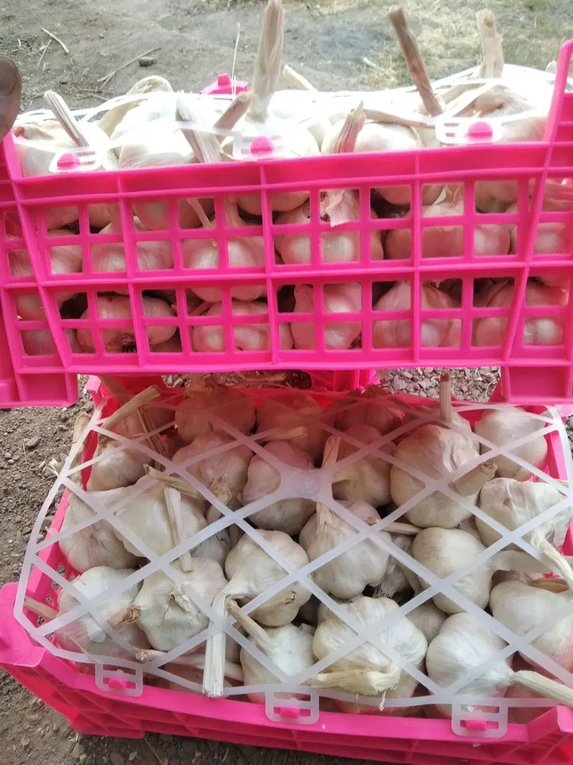 سیر درجه یک همدان|خوردنی و آشامیدنی|رشت, منظریه|دیوار